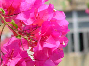 DSC00002.JPG (540080 �r?)