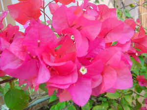 DSC00004.JPG (556215 �r?)