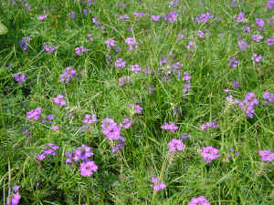 DSC00012.JPG (608753 �r?)