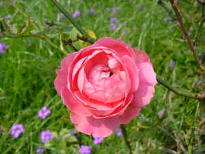 DSC00014.JPG (603374 �r?)