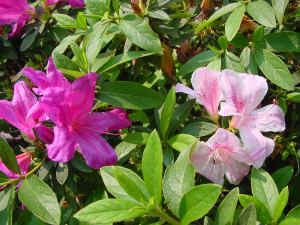 DSC00015.JPG (579135 �r?)