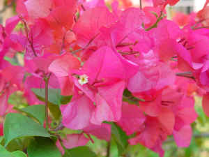 DSC00016.JPG (567380 �r?)